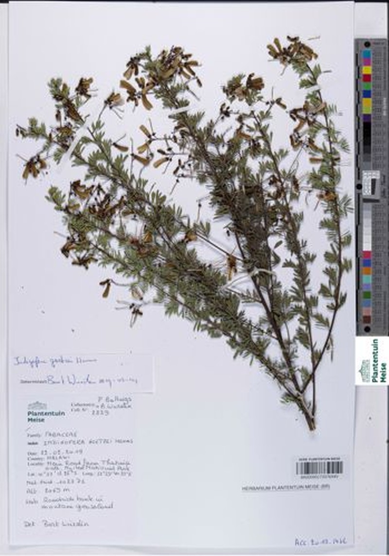 Indigofera goetzei photo 3