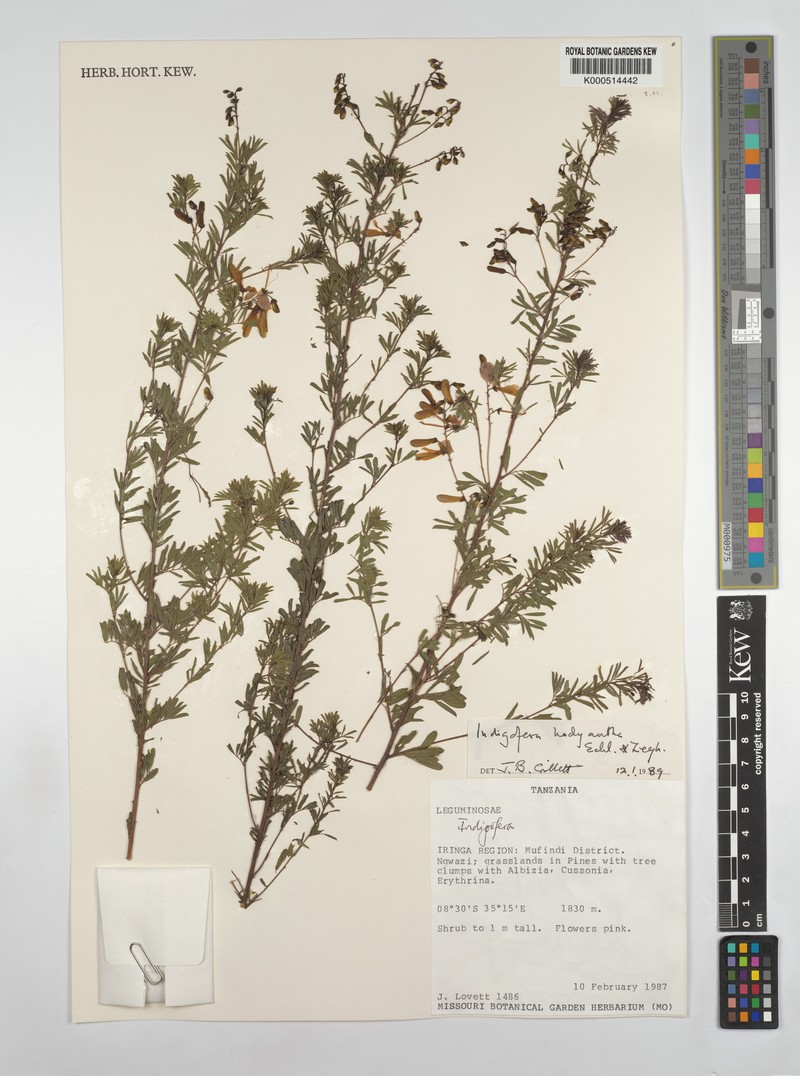 Indigofera goetzei photo 4