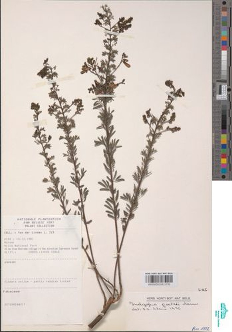 Indigofera goetzei photo 5