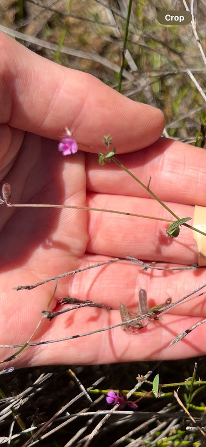 Indigofera gracilis