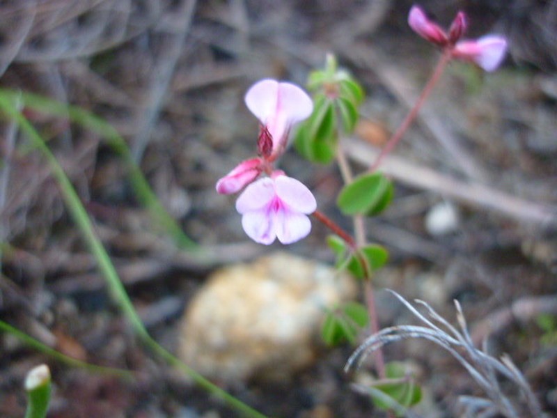 Indigofera gracilis photo 2