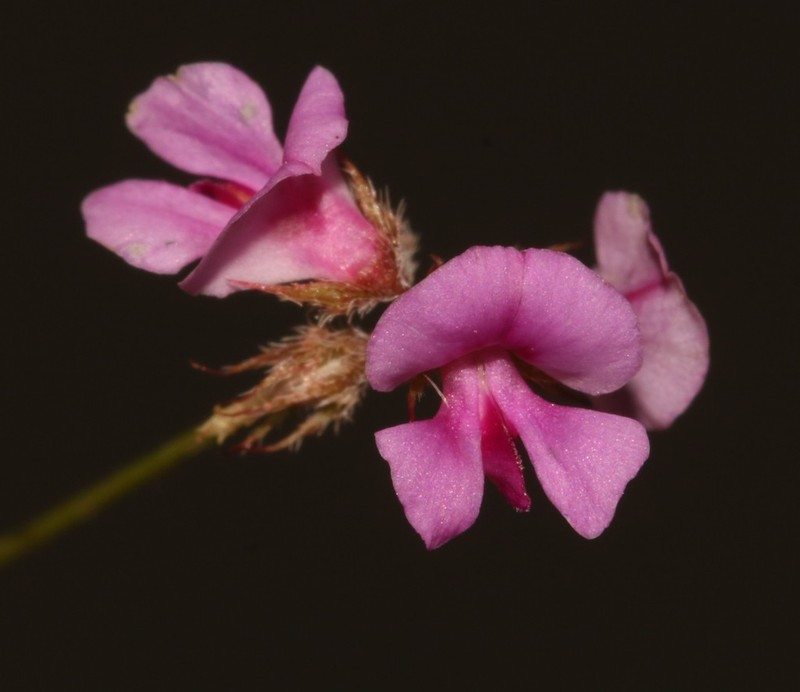 Indigofera gracilis photo 3