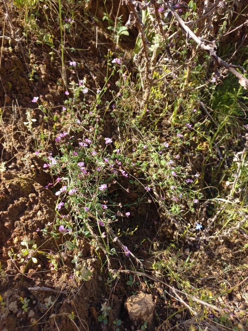 Indigofera gracilis photo 4