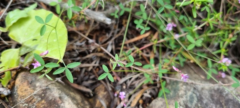 Indigofera gracilis photo 5