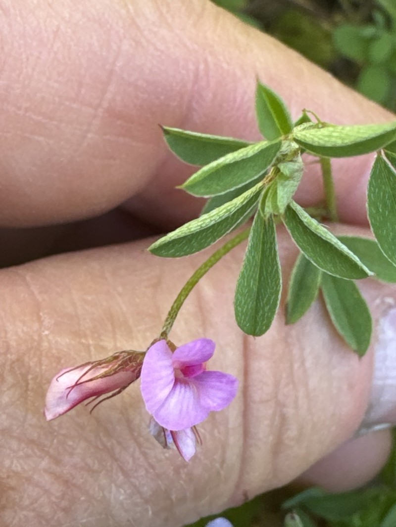 Indigofera gracilis photo 6