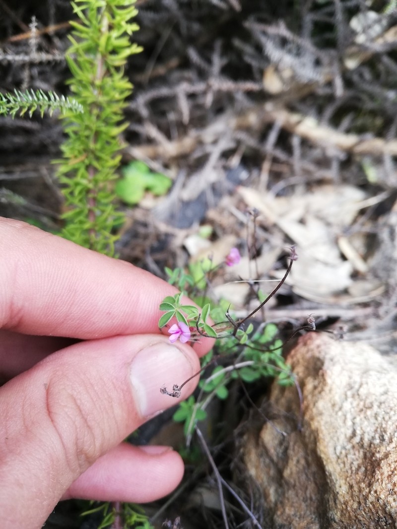 Indigofera gracilis photo 7
