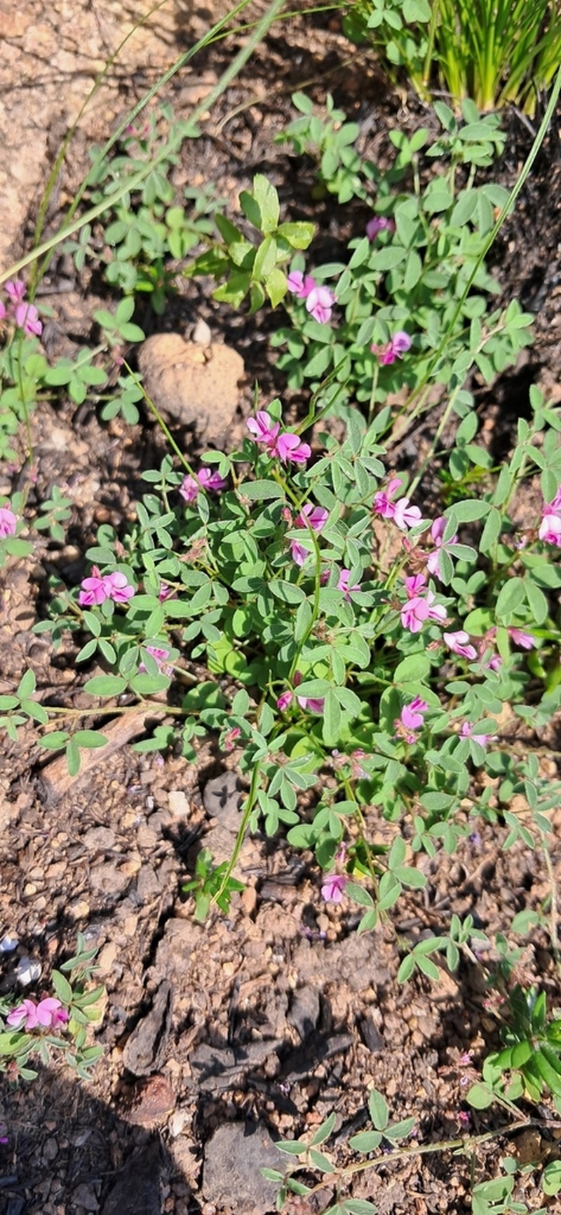Indigofera gracilis photo 8