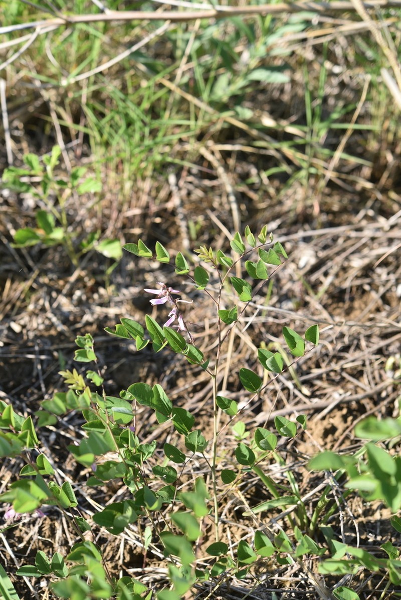 Indigofera grandiflora