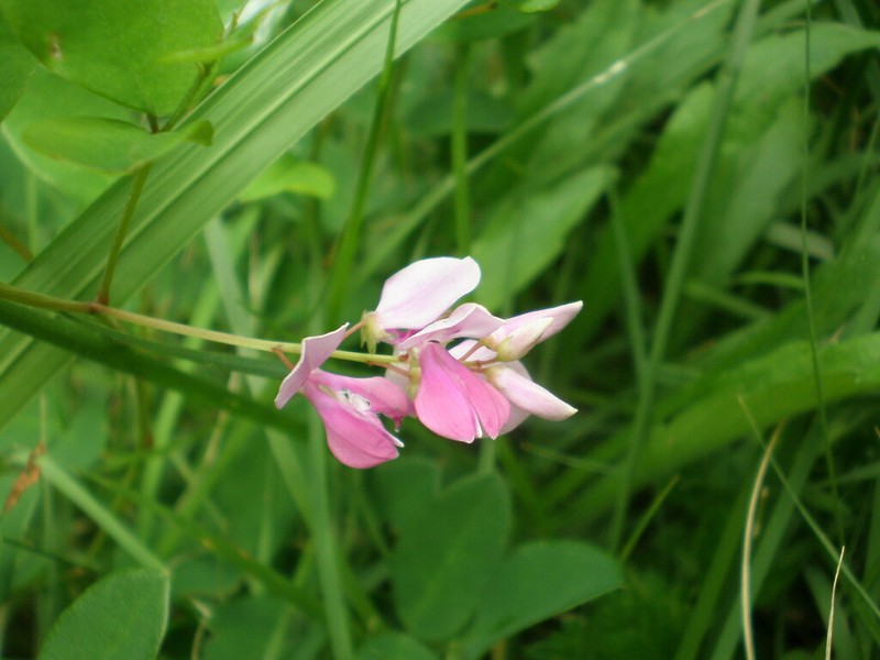 Indigofera grandiflora photo 2