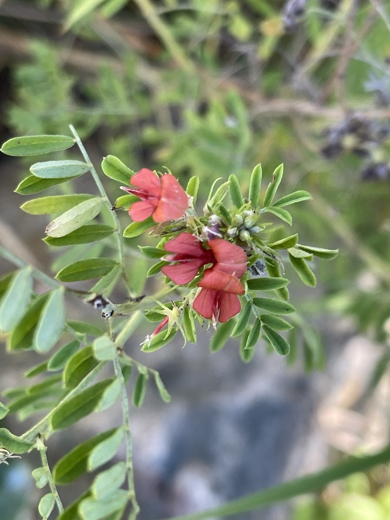 Indigofera grata