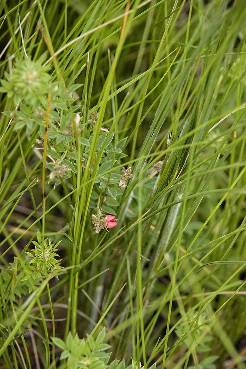 Indigofera grata photo 3