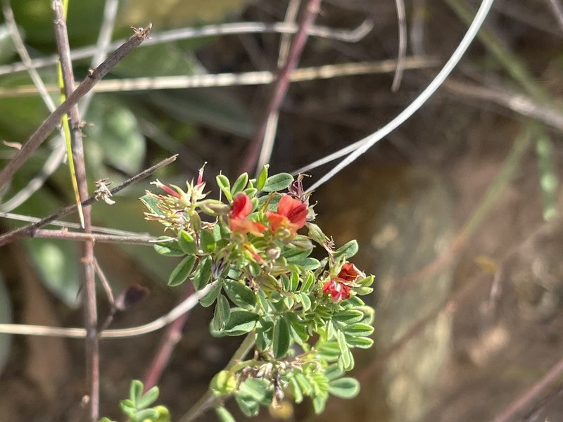 Indigofera grata photo 4