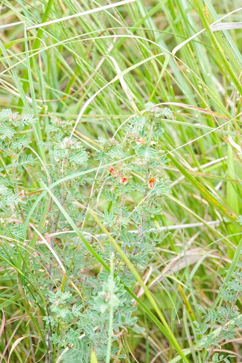 Indigofera grata photo 5