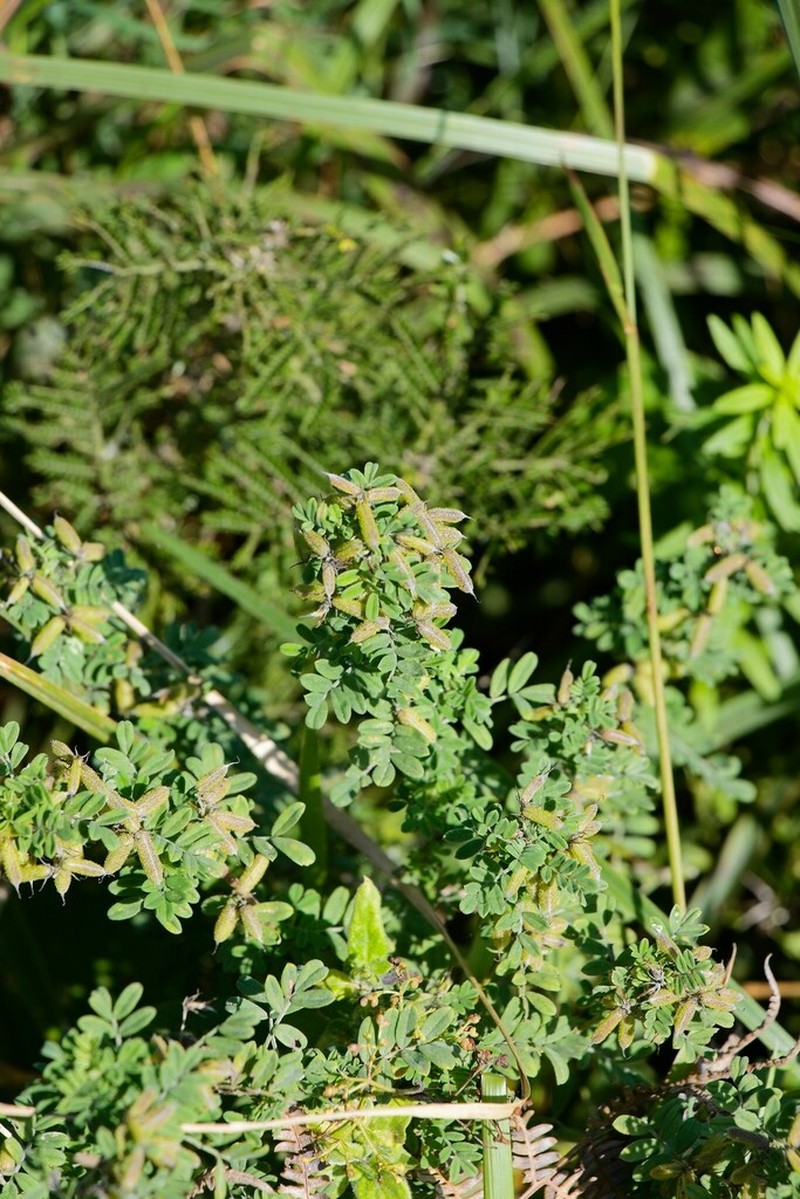 Indigofera grata photo 6