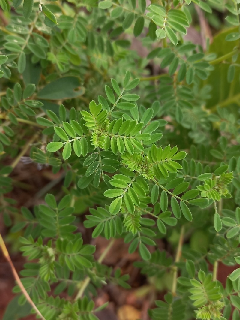 Indigofera grata photo 8