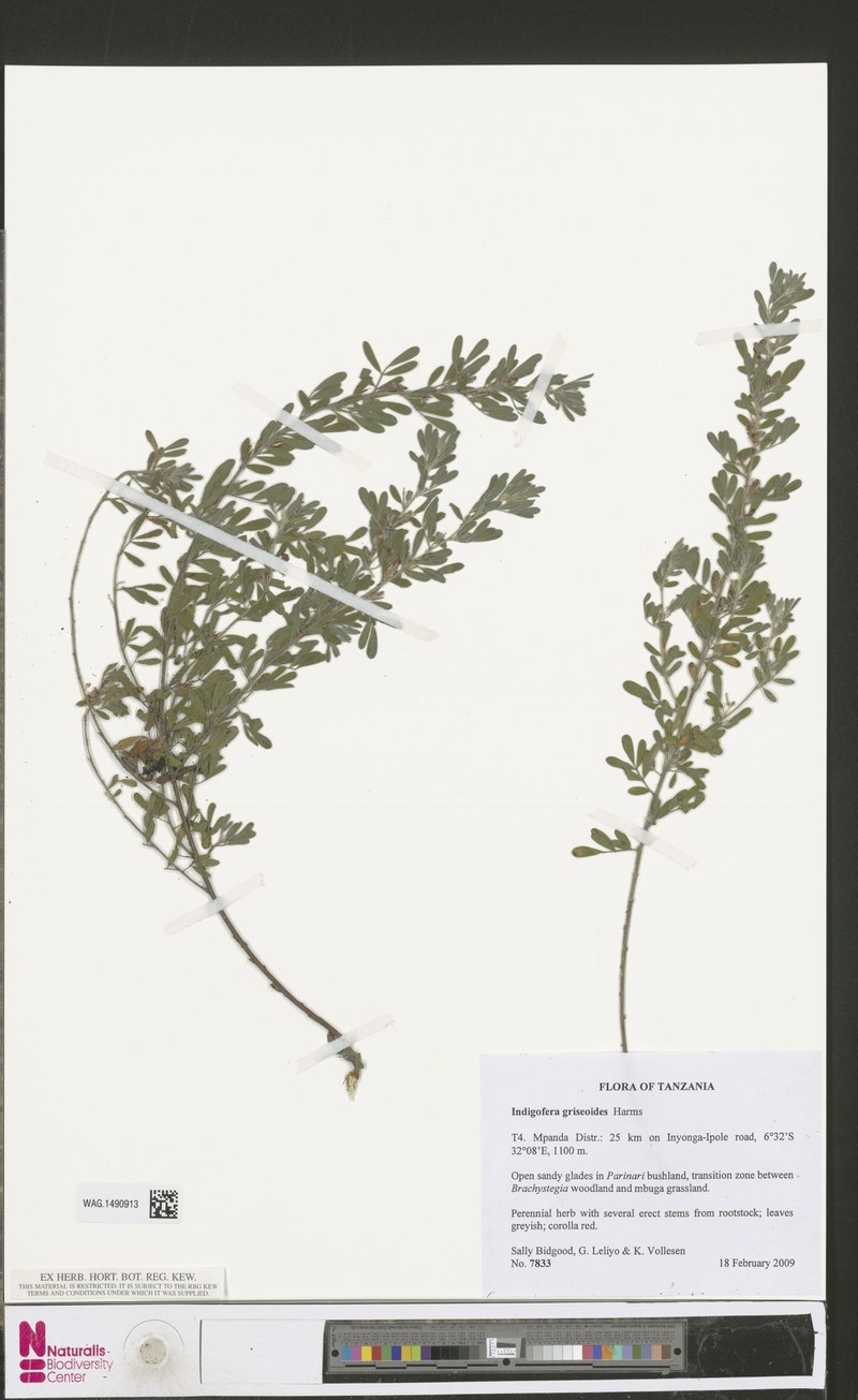 Indigofera griseoides