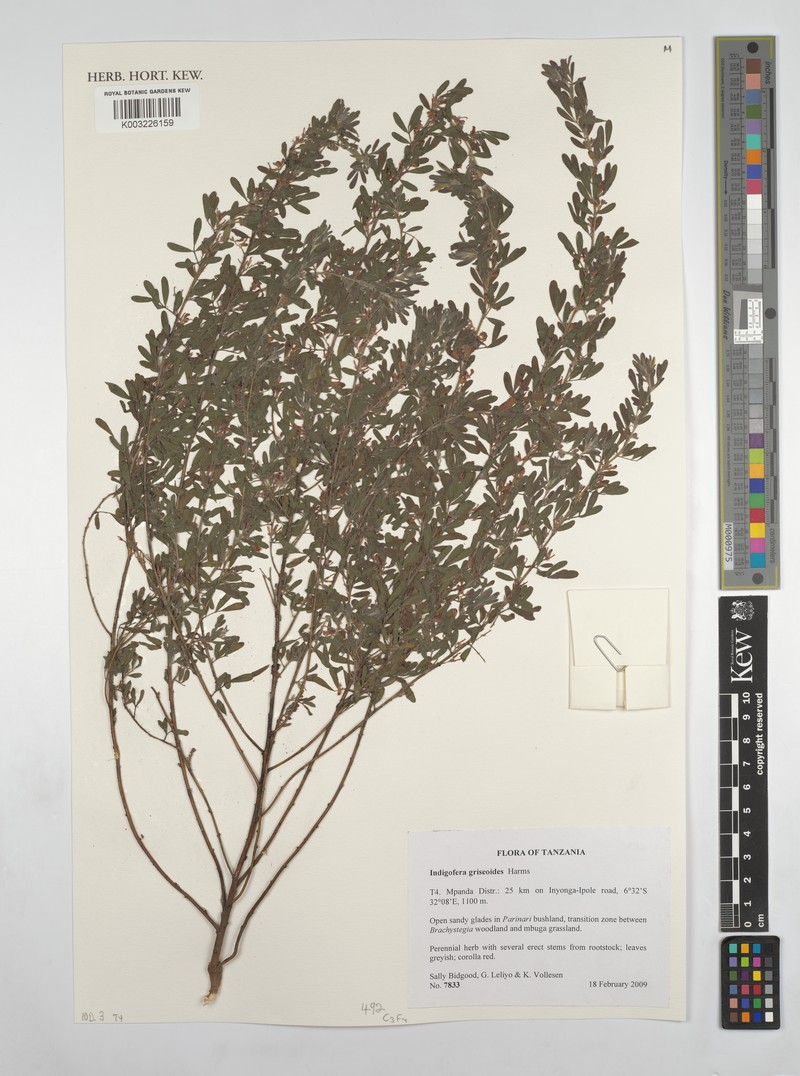 Indigofera griseoides photo 2