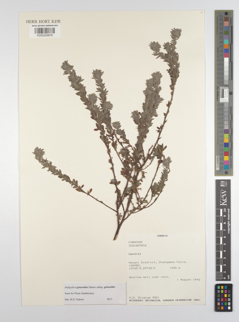 Indigofera griseoides subsp. griseoides