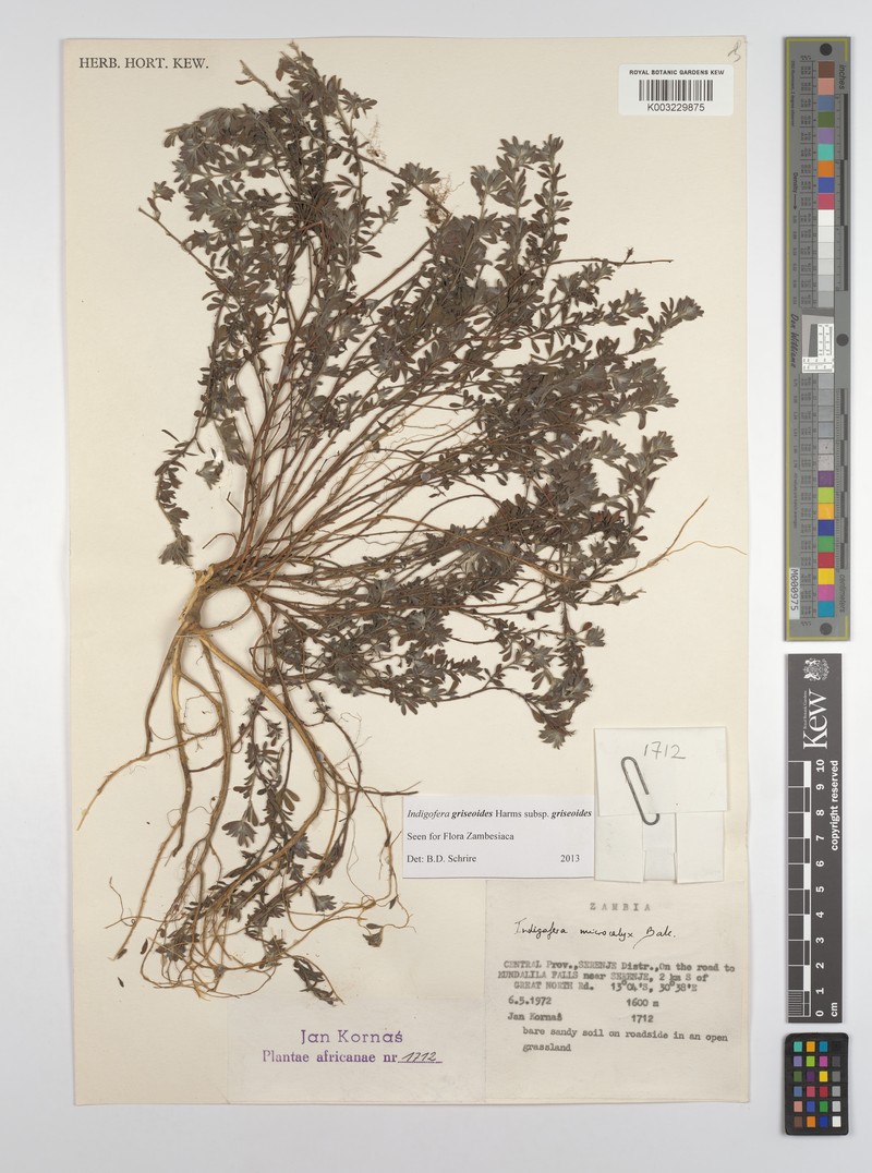 Indigofera griseoides subsp. griseoides photo 2