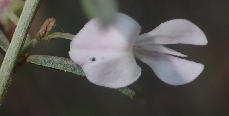 Indigofera grisophylla