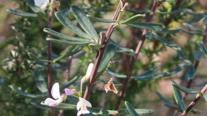 Indigofera grisophylla photo 2