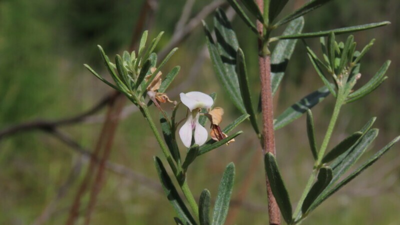 Indigofera grisophylla photo 3