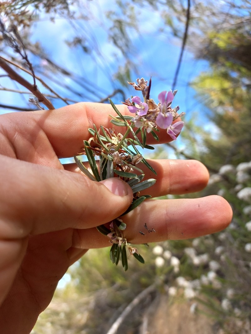 Indigofera grisophylla photo 4