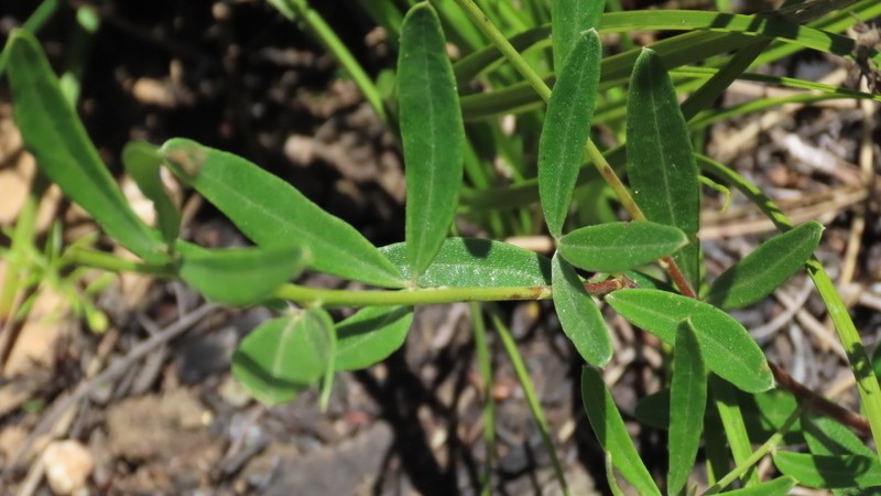 Indigofera grisophylla photo 5