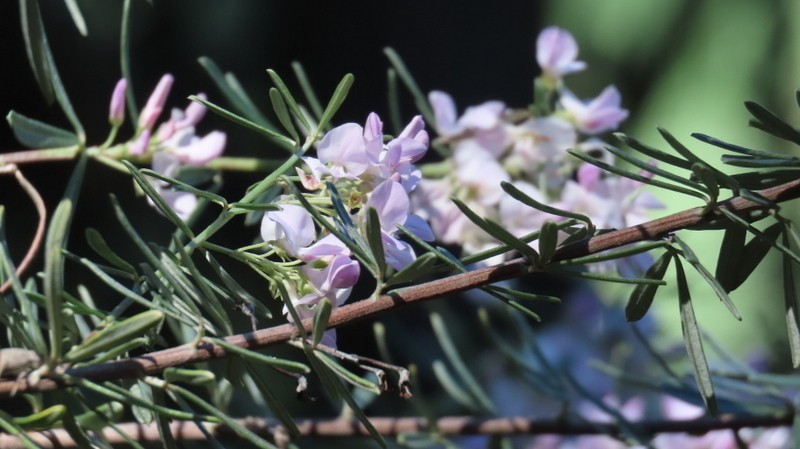 Indigofera grisophylla photo 6