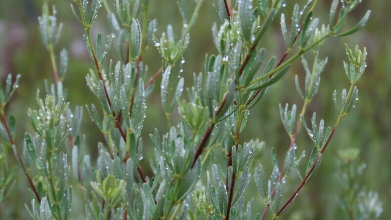 Indigofera grisophylla photo 7
