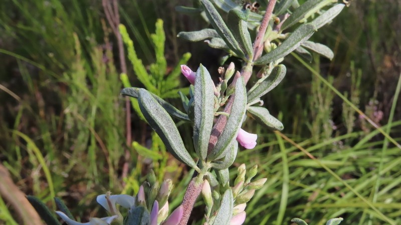 Indigofera grisophylla photo 8