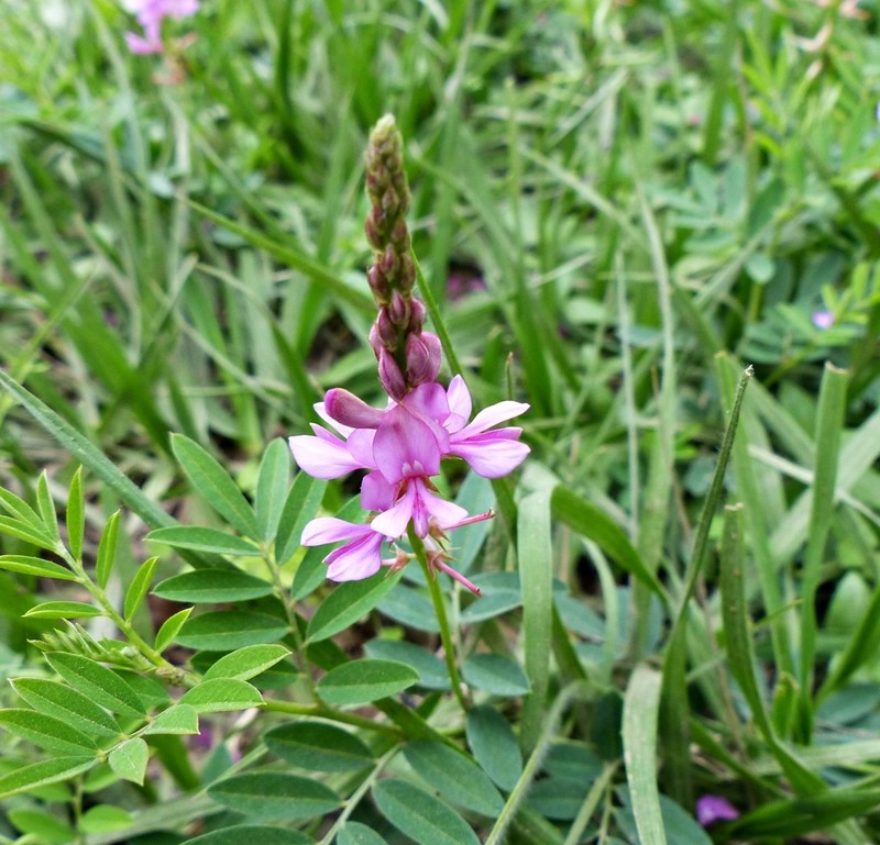 Indigofera guaranitica photo 2