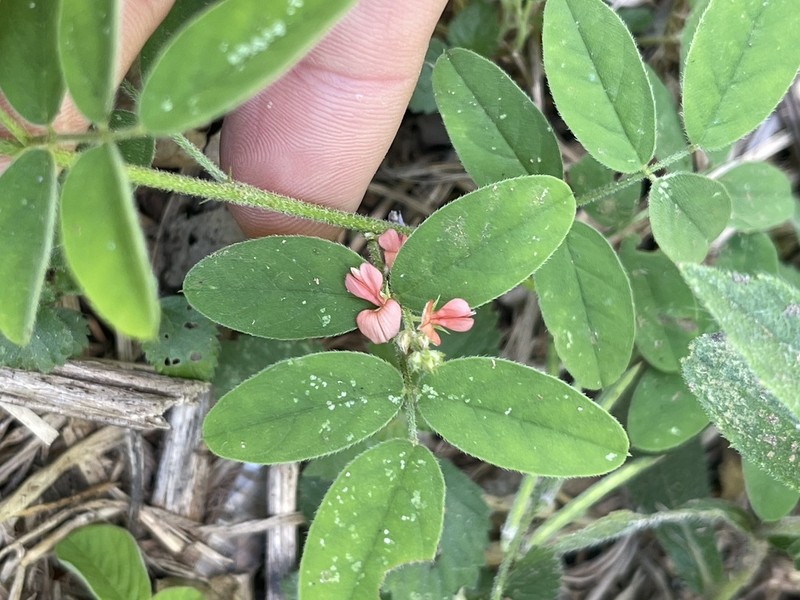Indigofera guaranitica photo 3