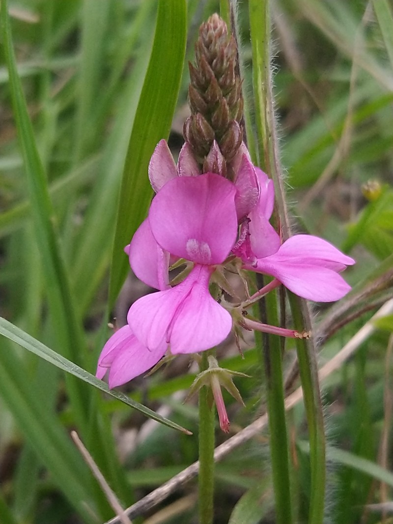 Indigofera guaranitica photo 5