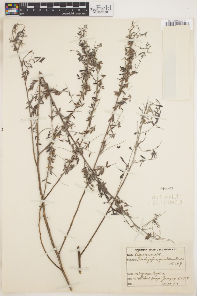 Guatemalan Indigo