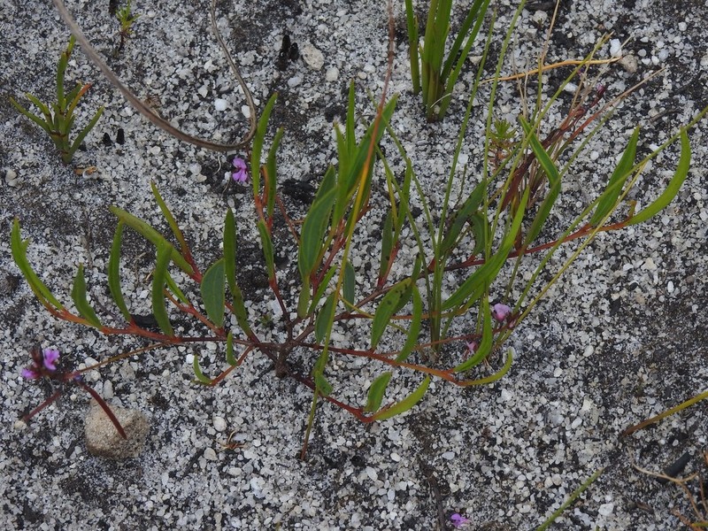 Indigofera guthriei