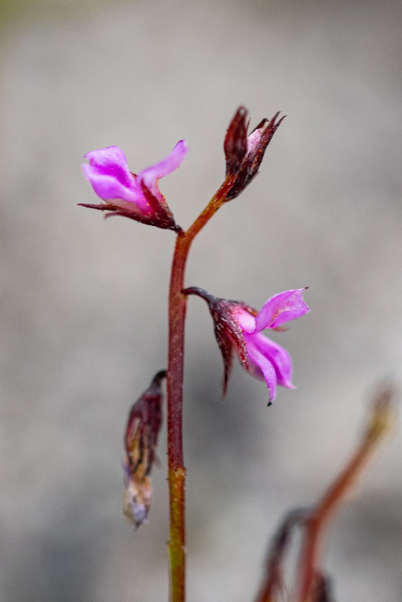 Indigofera guthriei photo 2