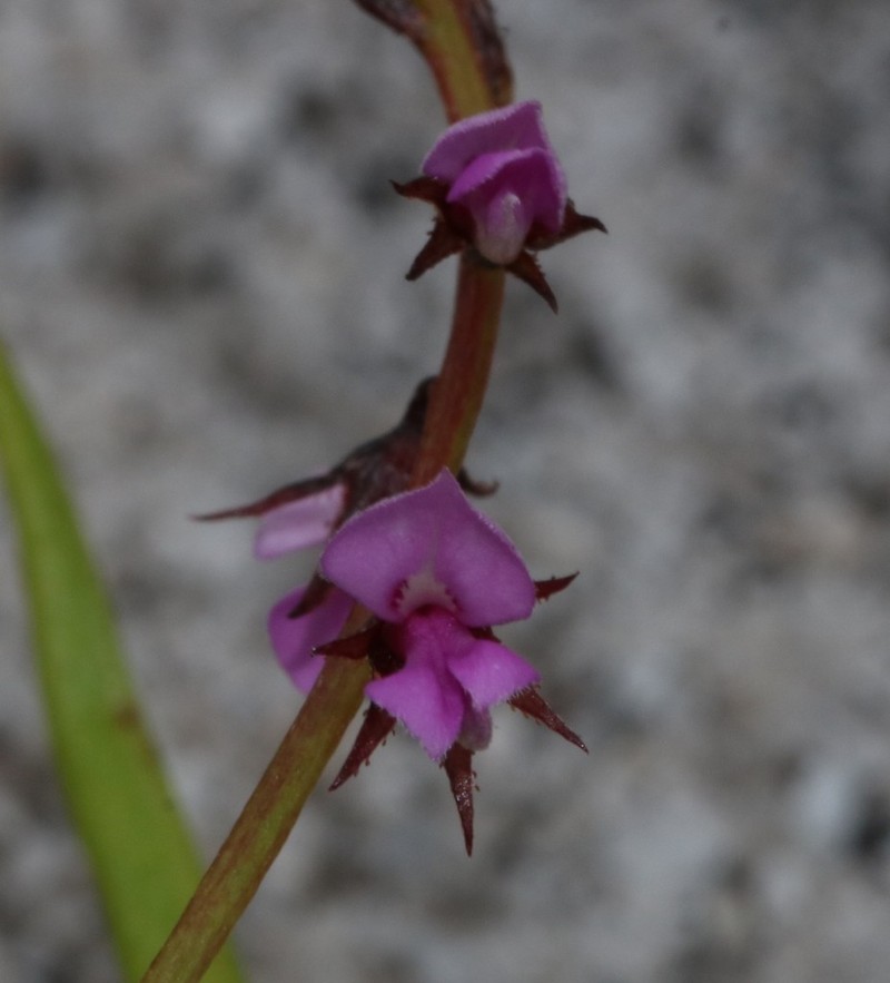 Indigofera guthriei photo 3