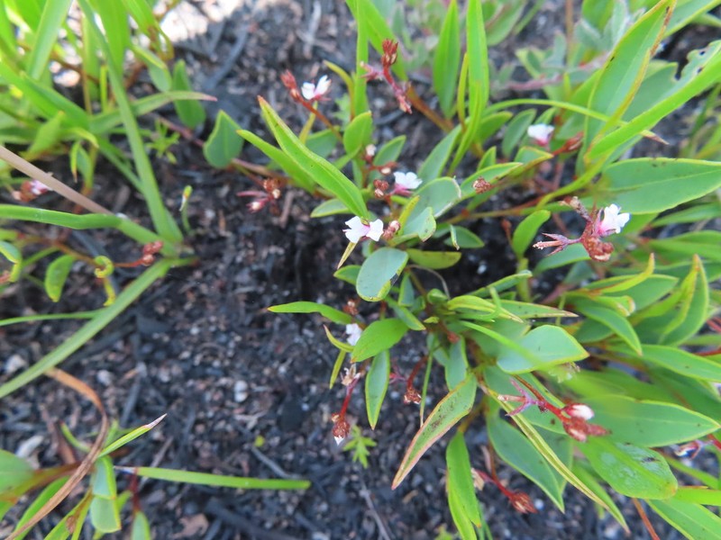 Indigofera guthriei photo 4