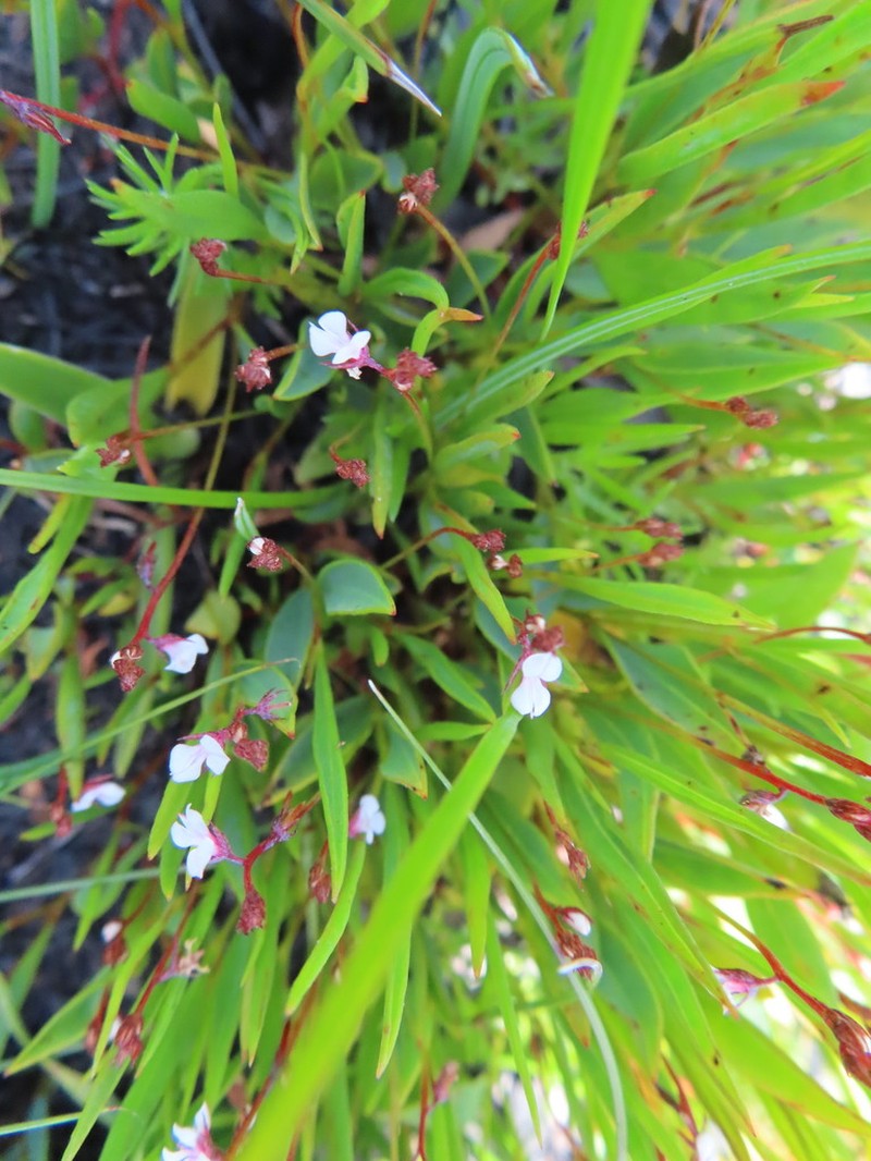 Indigofera guthriei photo 6