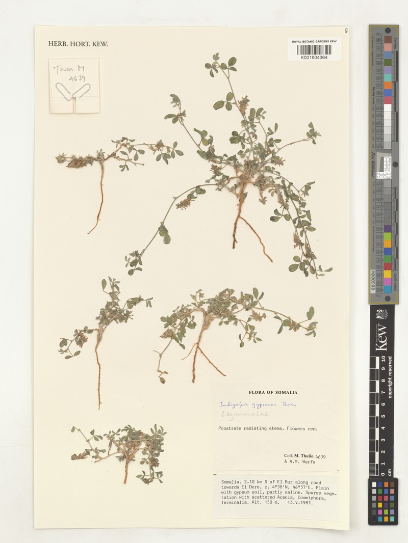 Indigofera gypsacea