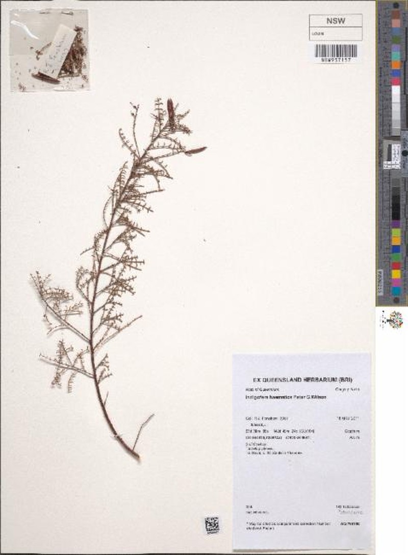 Indigofera haematica photo 2