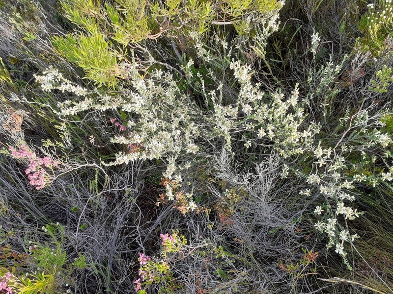 Indigofera hamulosa