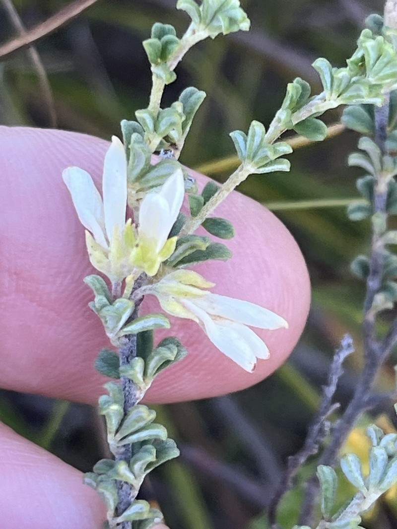 Indigofera hamulosa photo 2