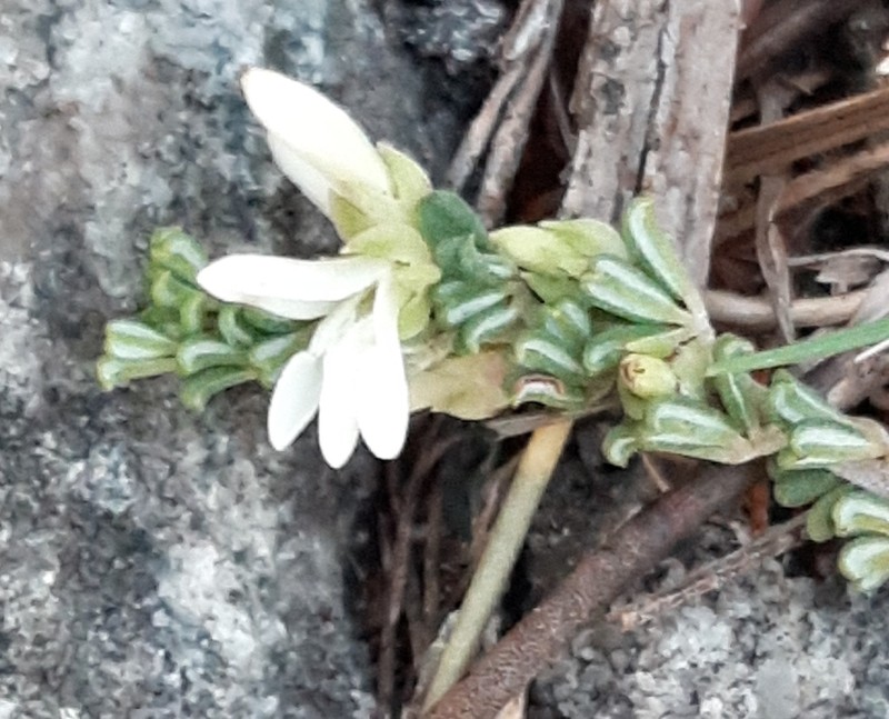 Indigofera hamulosa photo 3