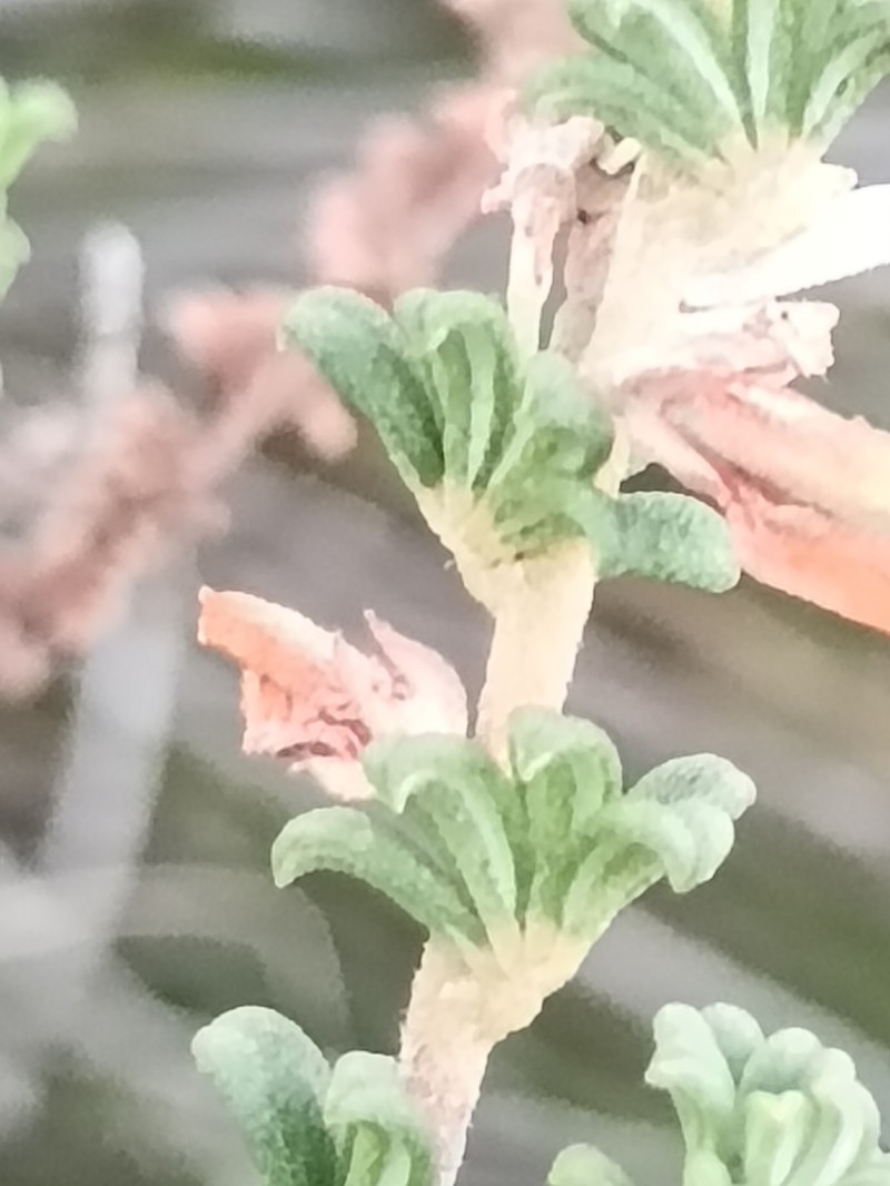 Indigofera hamulosa photo 4