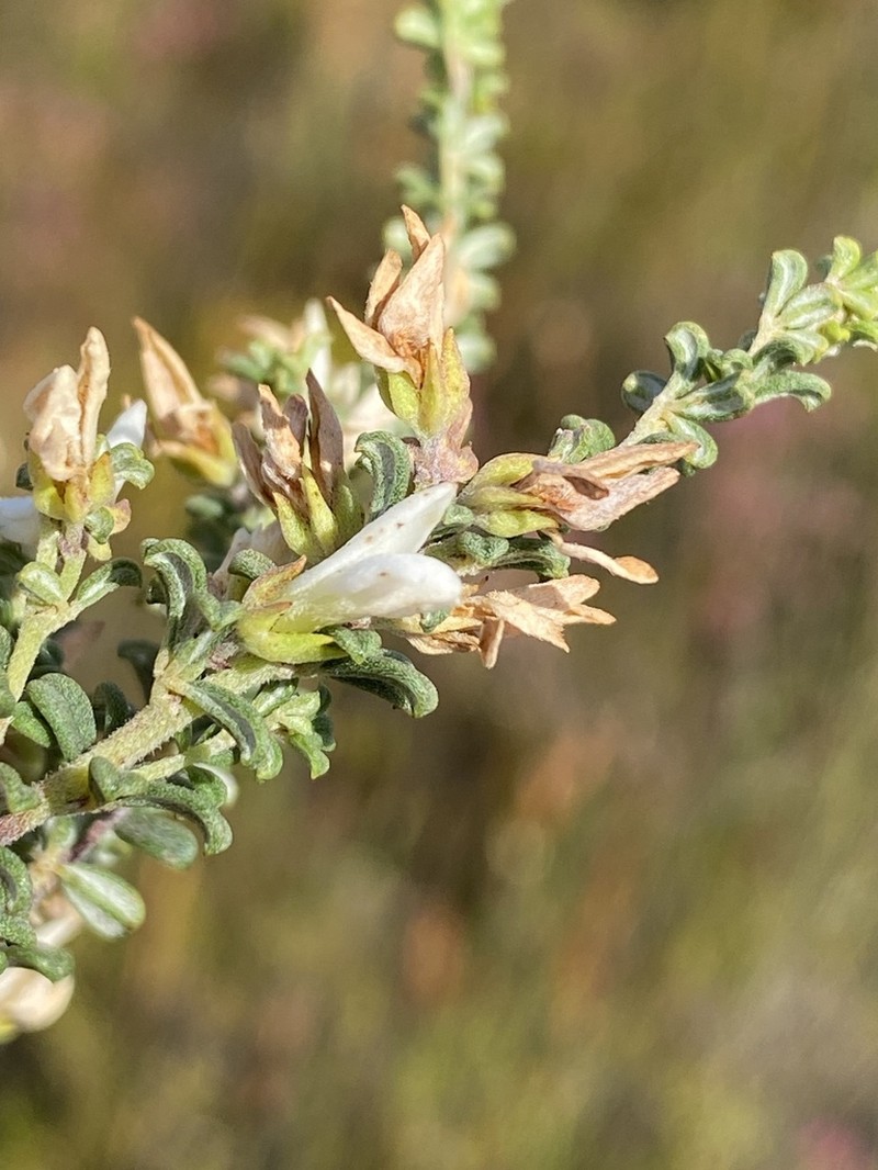 Indigofera hamulosa photo 5