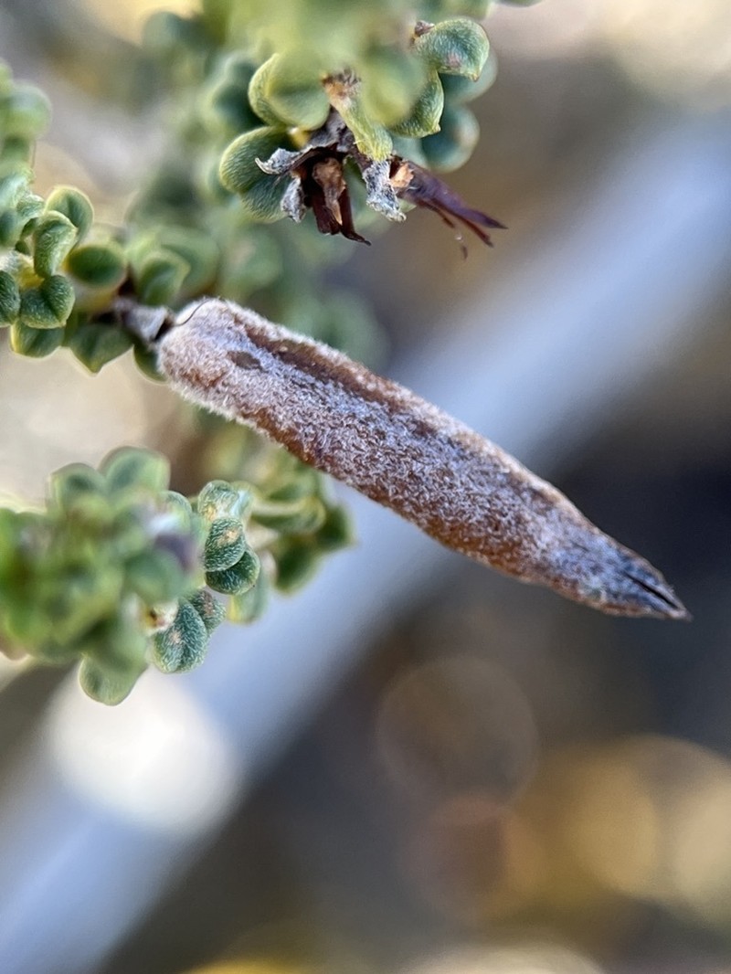 Indigofera hamulosa photo 6