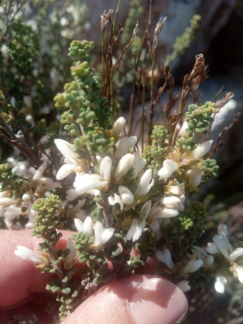 Indigofera hamulosa photo 7