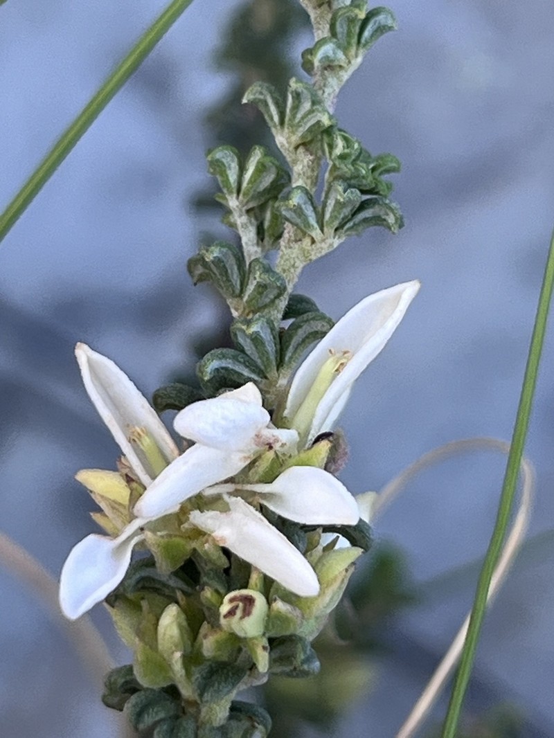 Indigofera hamulosa photo 8